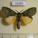 62084p Notodontiidae Enomotarcha adversa Uganda $8
