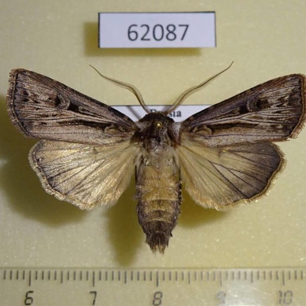 Noctuidae Agrotis trifurca Tyva rep.