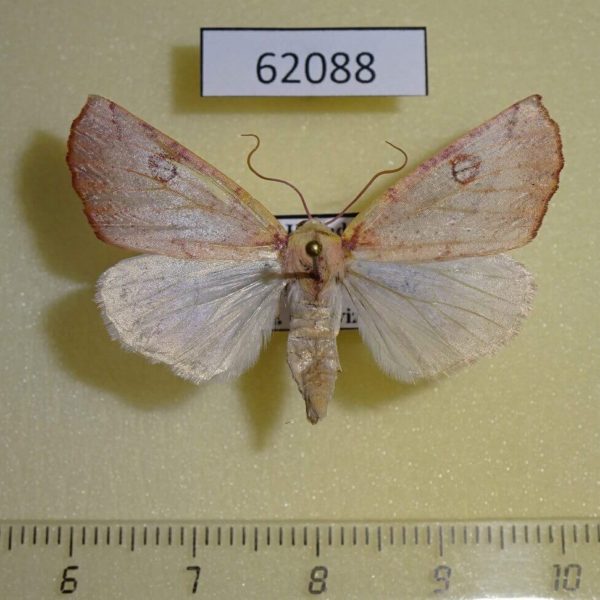 Geometridae Terpnostola propinqua Uganda