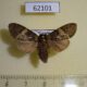 62101p Notodontiidae Eurystauridia sp. olivacea f Uganda $8