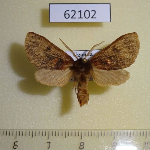 Arctiidae Metarctia sp. burungae Uganda