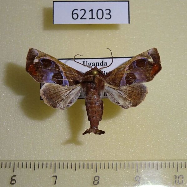 Euteliidae Eutelia megacycla Uganda