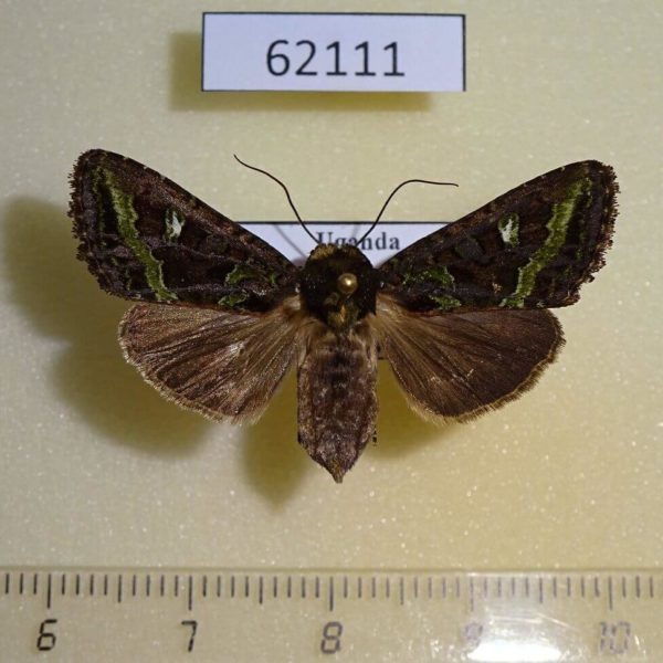 Noctuidae Tracheplexia lucia f Uganda