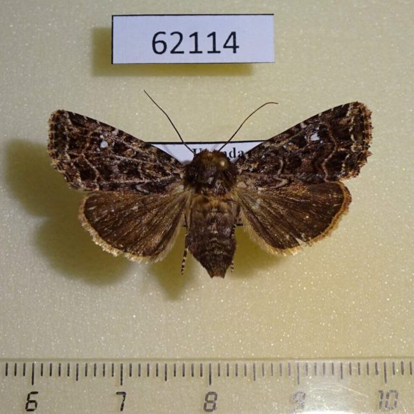 Noctuidae Feliniopsis ligniensis Uganda