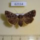 62114p Noctuidae Feliniopsis ligniensis Uganda $9