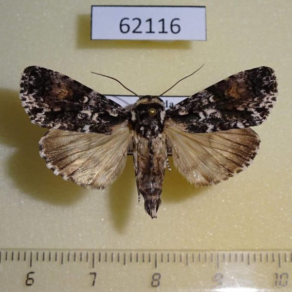Noctuidae Megalonycta paragrapha Uganda