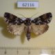 62116p Noctuidae Megalonycta paragrapha Uganda $9
