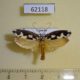62118p Depressariidae Ethmia melanocrates Uganda $12