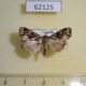 62125p Noctuidae Callopistria sp. Uganda $7