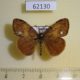 62130p Lymantridae Orgyia antqua Tyva rep. $6