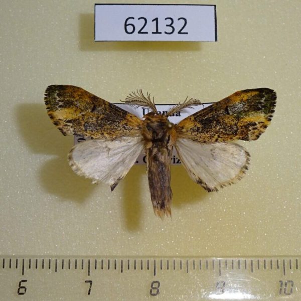 Notodontiidae Pararhenea viridescens Uganda