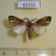 62132p Notodontiidae Pararhenea viridescens Uganda $9