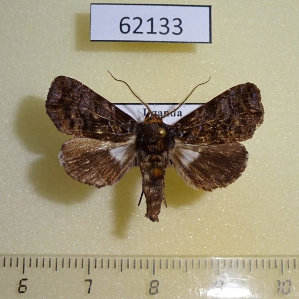 Noctuidae Plusiophaes lilacina Uganda