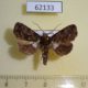 62133p Noctuidae Plusiophaes lilacina Uganda $6
