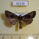 62136p Noctuidae Euplexia chalybsa Uganda $8