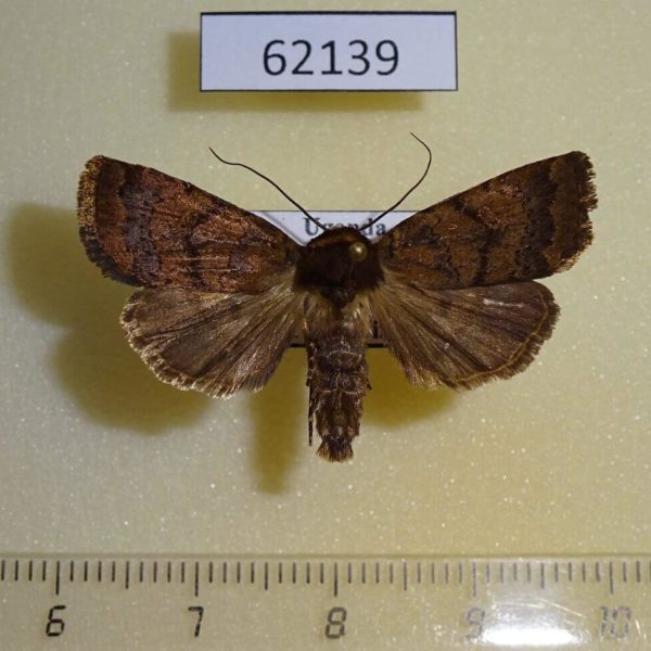 Noctuidae sp. Uganda