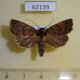 62139p Noctuidae sp. Uganda $7