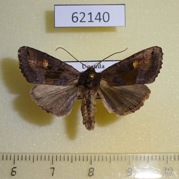Noctuidae Euplexia chalybsa f Uganda