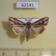 62141p Noctuidae Actinotia vadoni f Uganda $12
