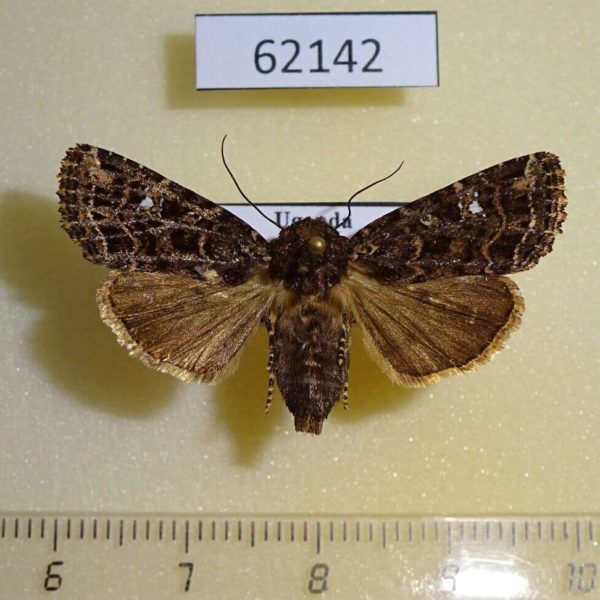 Noctuidae Feliniopsis ligniensis Uganda