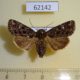 62142p Noctuidae Feliniopsis ligniensis Uganda $10