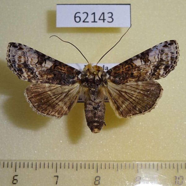 Euteliidae Stictoptera sp. f Uganda
