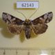 62143p Noctuidae Stictoptera sp. f Uganda $9