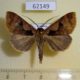 62149p Noctuidae Anoba atriplaga Uganda $8