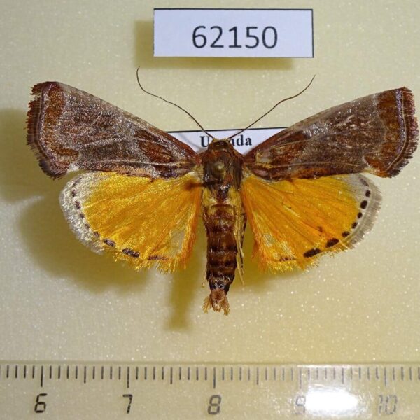 Pyralidae Pithyllis sp. Uganda