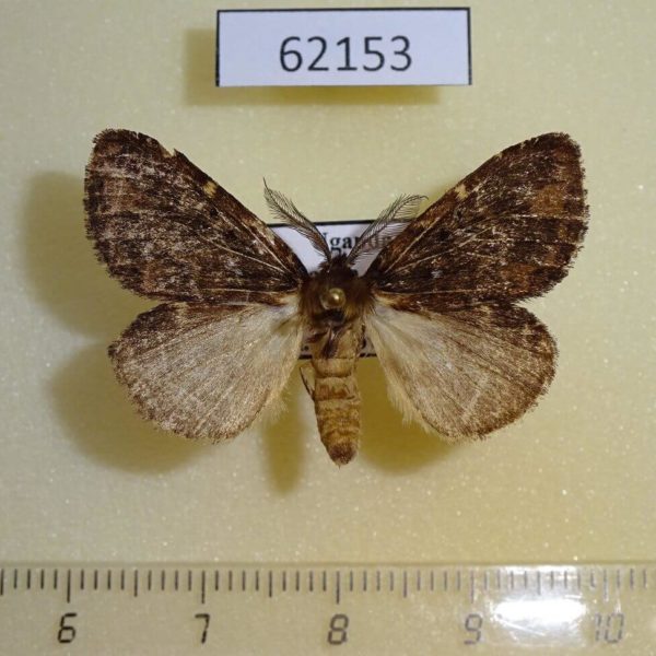 Notodontiidae sp. Uganda