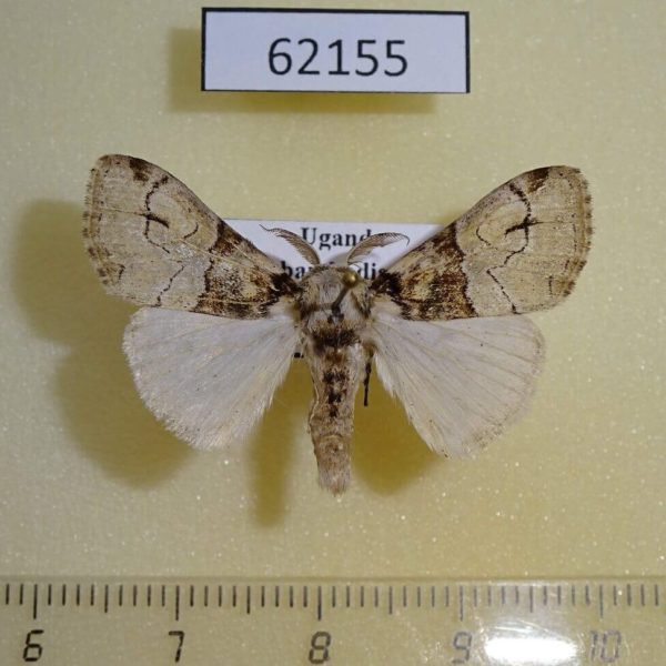 Lymantridae Dasychira glovera Uganda