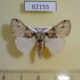 62155p Lymantridae Dasychira glovera Uganda $8