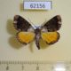 62156p Geometridae Xylopteryx gibbosa Uganda $8