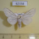 62158p Arctiidae Dubatolovia atrivena Uganda $20