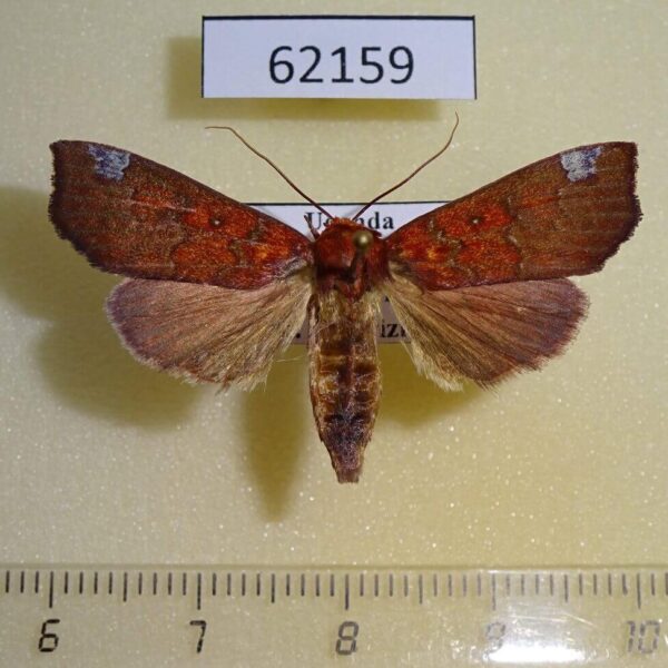 Noctuidae Anomis elegans Uganda