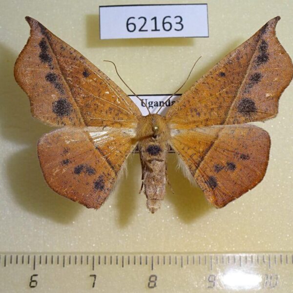 Geometridae Xanthisthisa fulva f Uganda