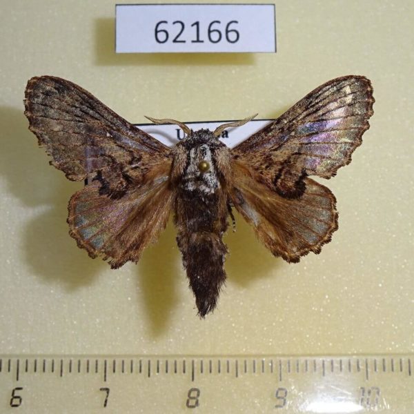 Lasiocampidae Epicnapteroides lobata Uganda