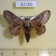 62166p Lasiocampidae Epicnapteroides lobata Uganda $10