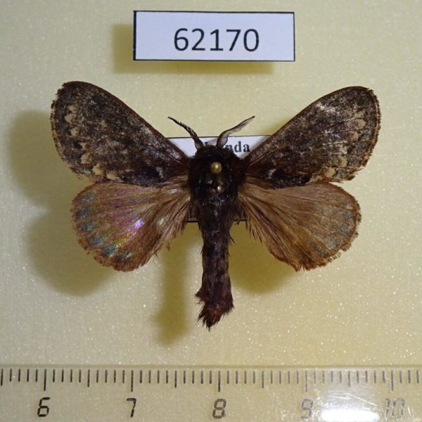 Lasiocampidae sp. Uganda