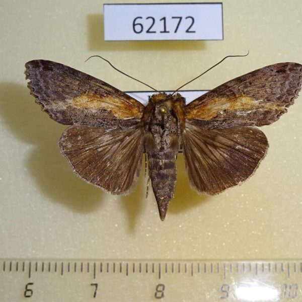 Euteliidae Stictoptera sp. Uganda