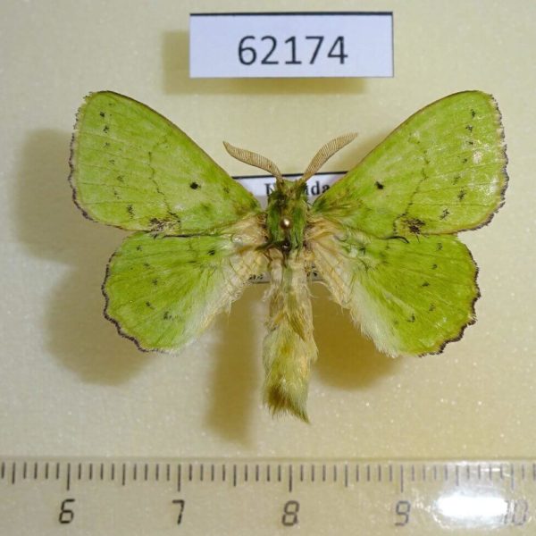 Lasiocampidae Trabala charon Uganda