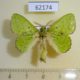 62174p Lasiocampidae Trabala charon Uganda $12