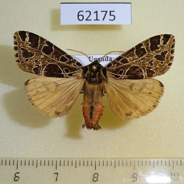 Arctiidae Kiriakoffalia costimacula Uganda