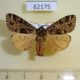 62175p Arctiidae Kiriakoffalia costimacula Uganda $25