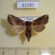 62181p Noctuidae Feraxinia nyei f Uganda $12