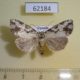 62184p Noctuidae Acontia briola Uganda $9