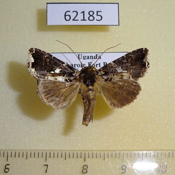 Noctuidae Thysanoplusia sp. epicharis Uganda