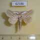 62186p Lasiocampidae Beralade bistrigata Uganda $18