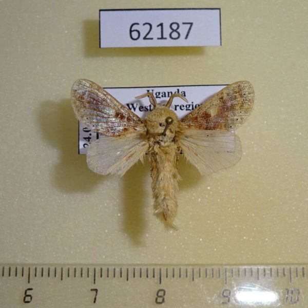 Lasiocampidae Odontocheilopteryx scilla Uganda