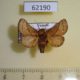 62190p Limacodidae Neomocena convergens Uganda $9